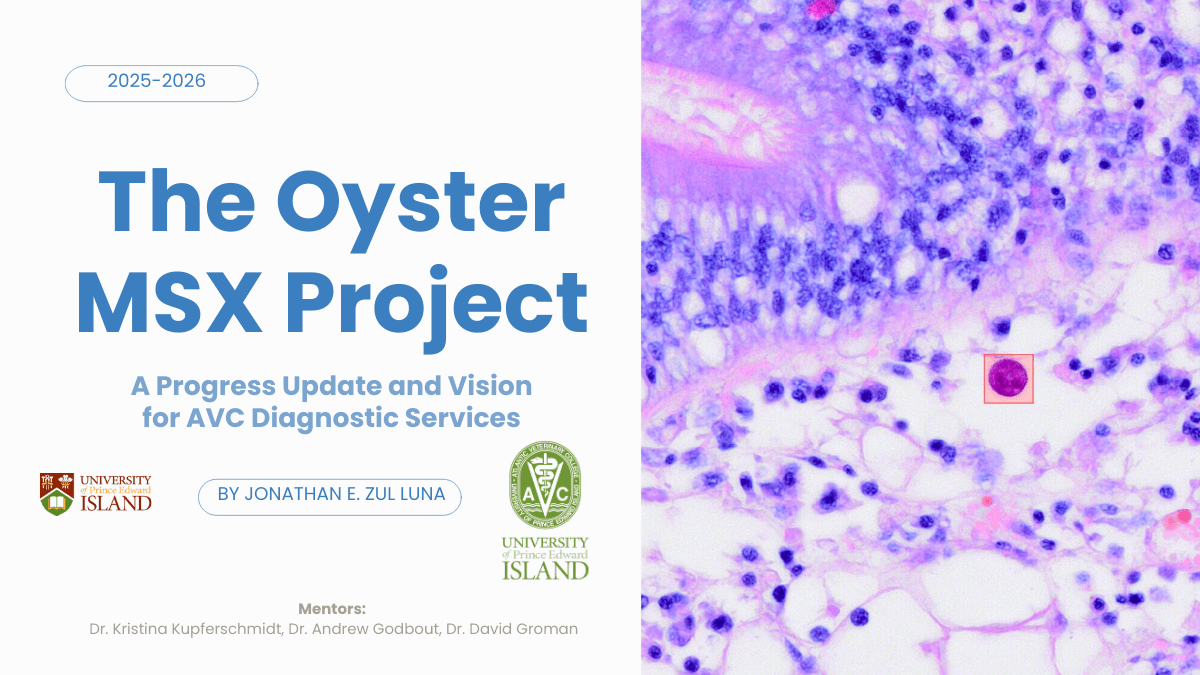 MSX-Sentinel: Anatomically-Aware Diagnostic Framework